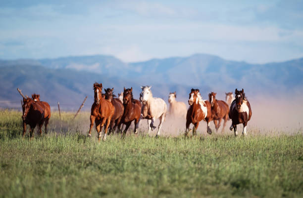 istock Running of the wild horses 976729530
