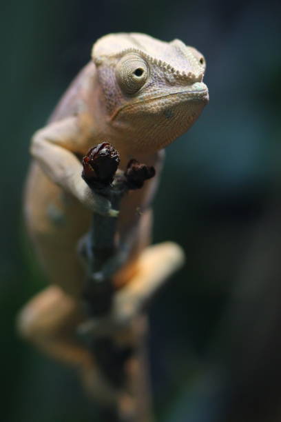 istock Young madagascar chameleon closeup 976731634