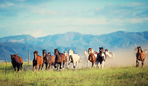 istock Running of the wild horses 976733698