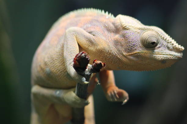 istock Young madagascar chameleon closeup 976739816