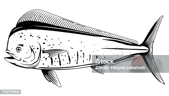 istock Common Dolphinfish Black and White Fish 976739820