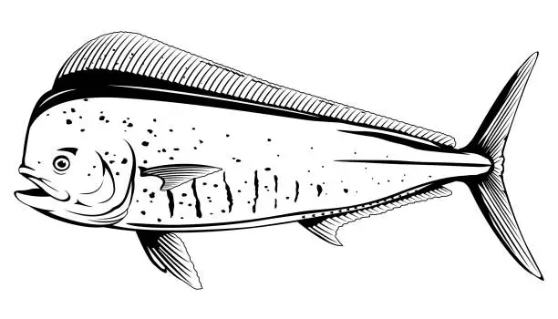 Vector illustration of Common Dolphinfish Black and White Fish