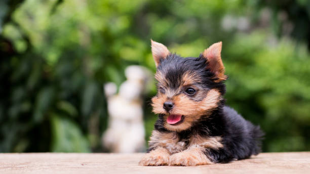 istock yorkshire terrier stand on the table in garden 976741906