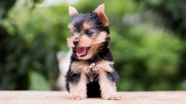 istock yorkshire terrier stand on the table in garden 976741908