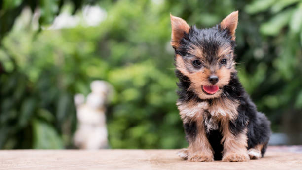 istock yorkshire terrier stand on the table in garden 976741910