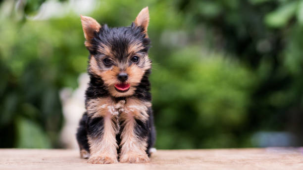 istock yorkshire terrier stand on the table in garden 976741914