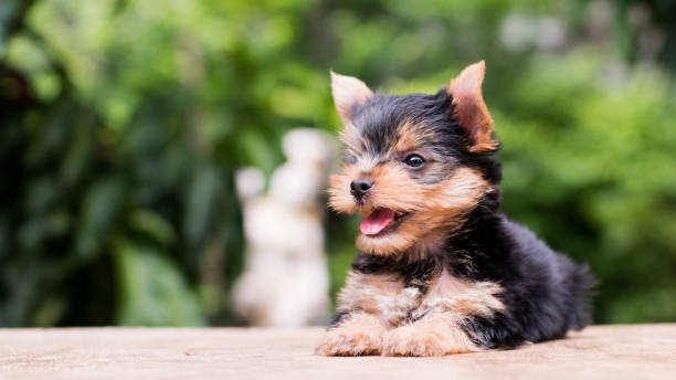 istock yorkshire terrier stand on the table in garden 976741918