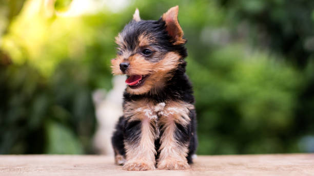 yorkshire terrier stand on the table in garden