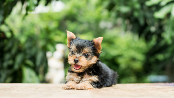 istock yorkshire terrier stand on the table in garden 976741930