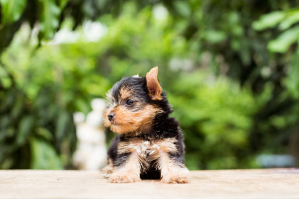istock yorkshire terrier stand on the table in garden 976741938
