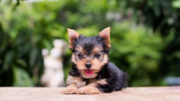 istock yorkshire terrier stand on the table in garden 976741940