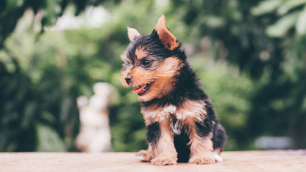 istock yorkshire terrier stand on the table in garden 976741958