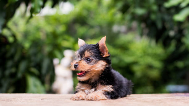 istock yorkshire terrier stand on the table in garden 976741970