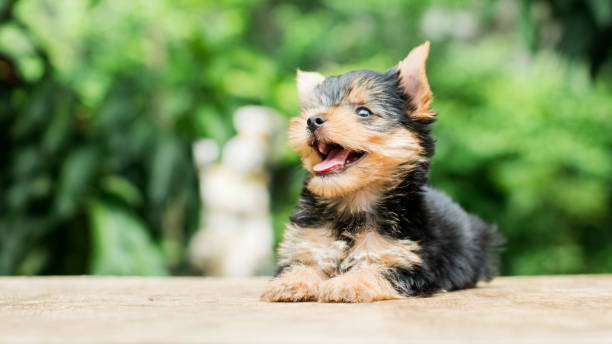 istock yorkshire terrier stand on the table in garden 976741972