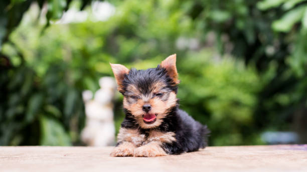 istock yorkshire terrier stand on the table in garden 976741988