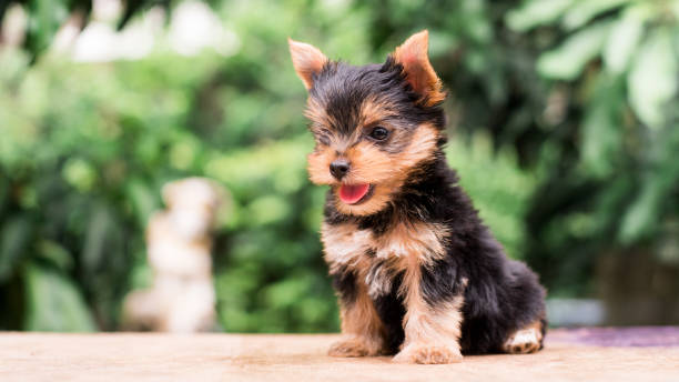 istock yorkshire terrier stand on the table in garden 976741990