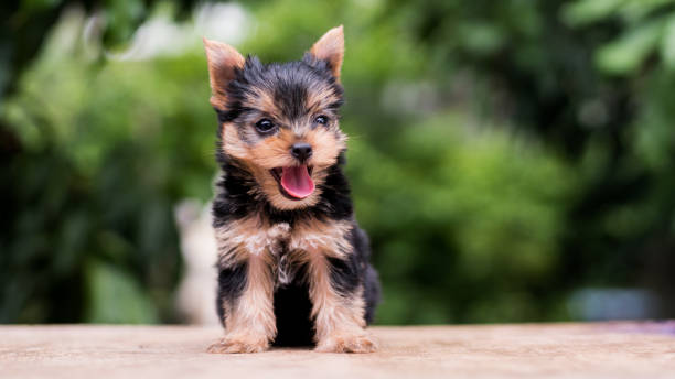 istock yorkshire terrier stand on the table in garden 976741996