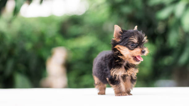istock yorkshire terrier stand on the table in garden 976741998