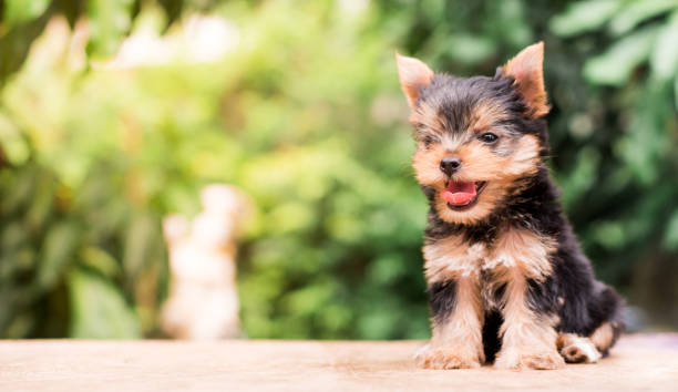istock yorkshire terrier stand on the table in garden 976742002