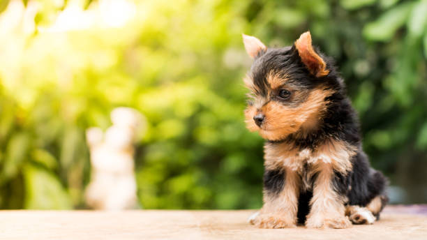 istock yorkshire terrier stand on the table in garden 976742024