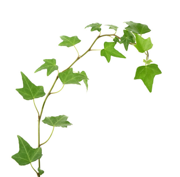 istock ivy leaves isolated on white 976743304