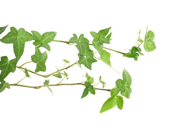 istock ivy leaves isolated on white 976743732