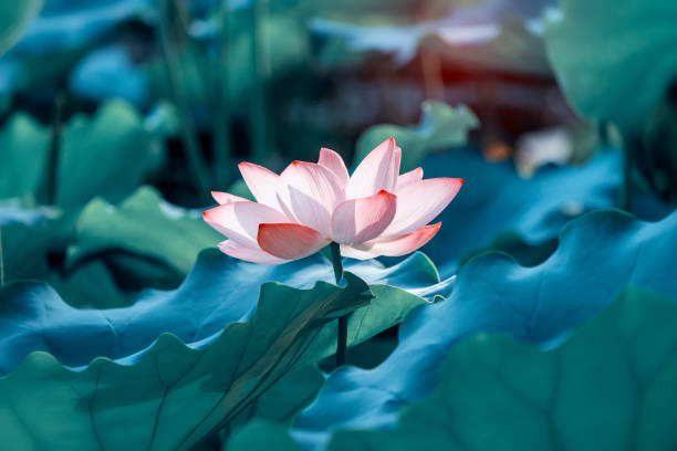 istock Lotus flower 976746060