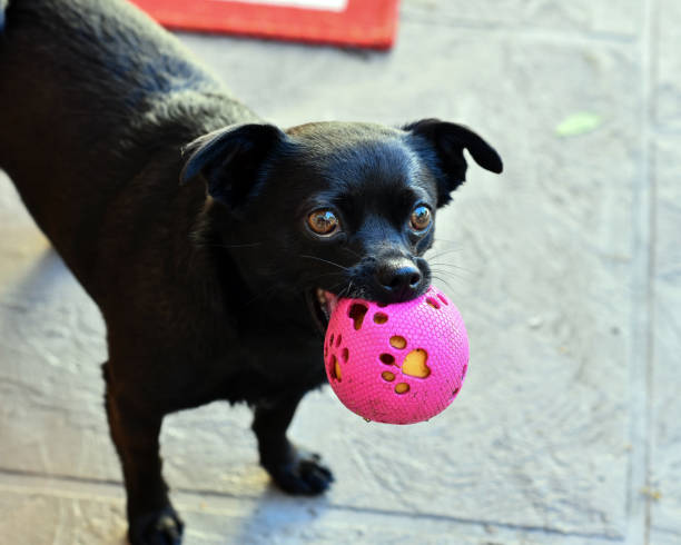 istock Black Chihuahua Puppy 976746674