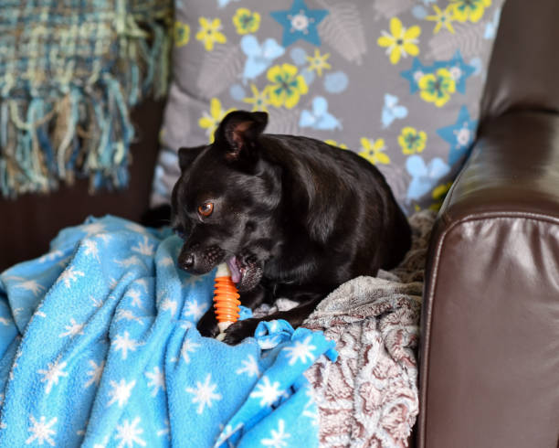 istock Black Chihuahua Puppy 976747954