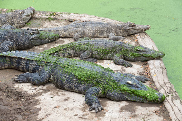 istock Group of crocodiles lying 976763224