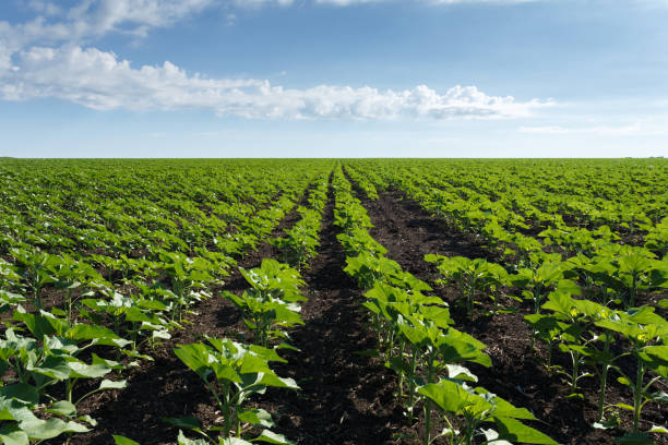 istock Young green sunflower field under cloudy sky 976763518