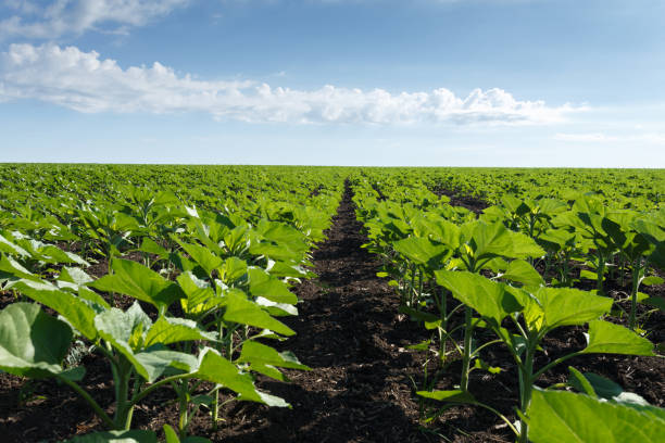 istock Young green sunflower field under cloudy sky 976763580