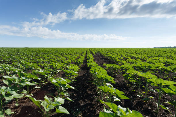 istock Young green sunflower field under cloudy sky 976763728
