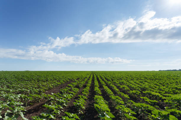 istock Young green sunflower field under cloudy sky 976763782