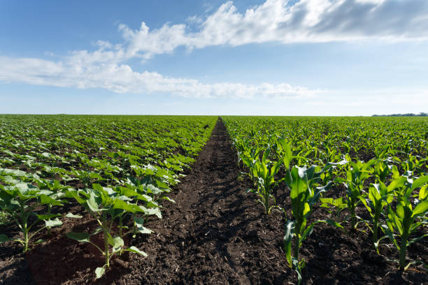 istock Young green corn and sunflower field under cloudy sky 976763940