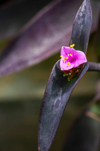 Close-up of a purple May Tradescantia pallida, Setcreasea purpurea flower against blurred background Close-up of a May Tradescantia pallida, Setcreasea purpurea, Wandering Jew, Purple Heart or Purple Queen flower against blurred background long stamened stock pictures, royalty-free photos & images
