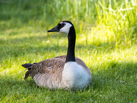 A Canada Goose resting on the grass. Taken in Red Deer, Alberta