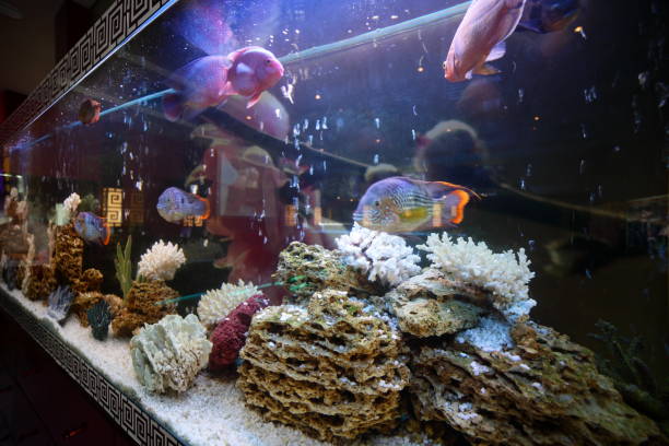 istock aquarium tank close up with cute fish 976784610