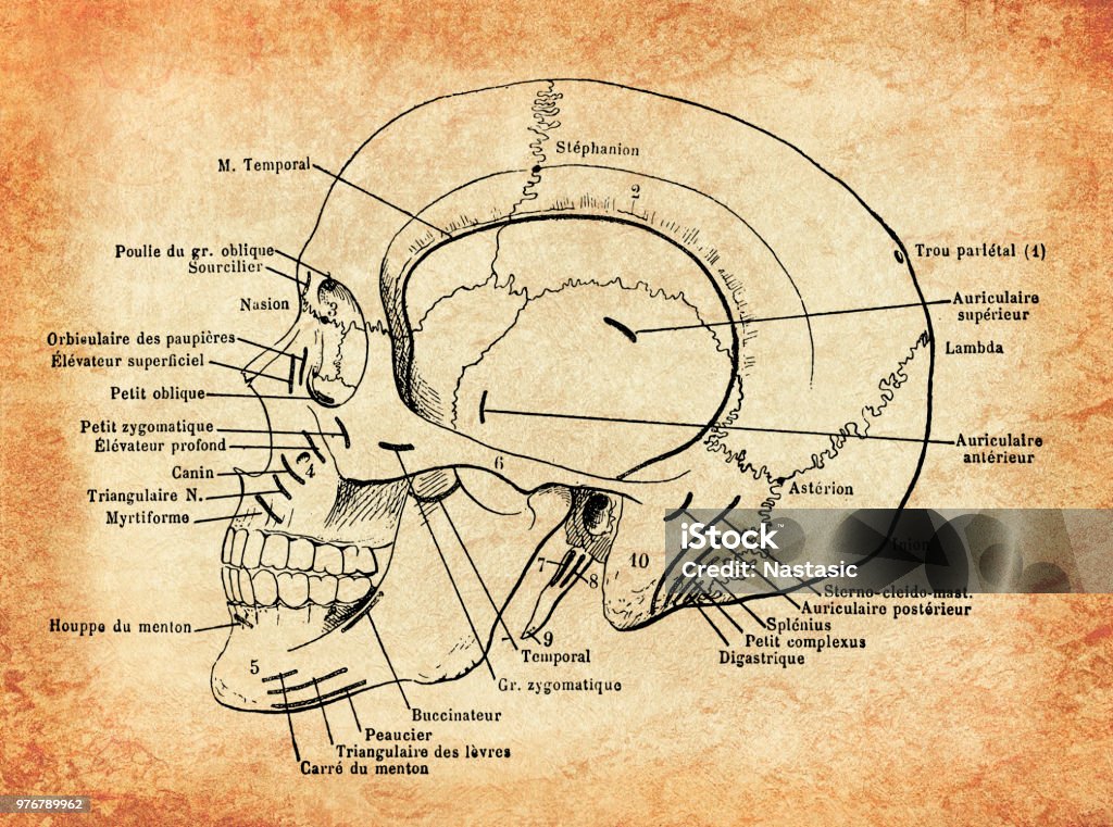 Anatomy, human skull vintage engraving Illustration of a Anatomy, human skull vintage engraving Brain stock illustration