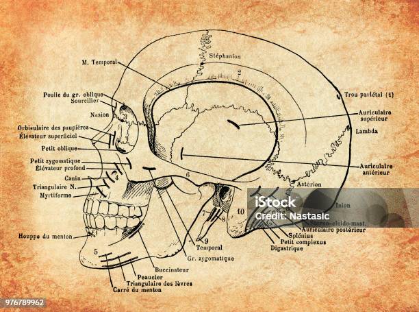 Anatomy Human Skull Vintage Engraving Stock Illustration - Download Image Now - Brain, 19th Century, Anatomy
