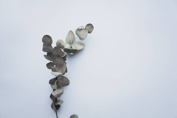 istock Eucalyptus on pastel blue background 976790144