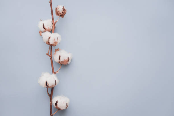 istock Cotton flower on pastel blue, minimal flatlay 976790162
