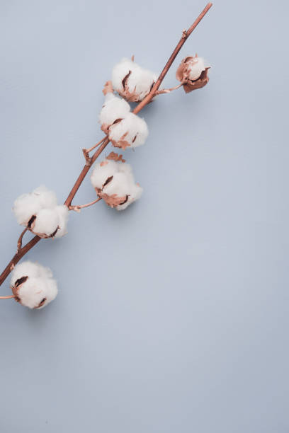 istock Cotton flower on pastel blue, minimal flatlay 976790184