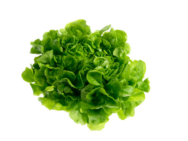 istock lettuce green salad on white background 976795924