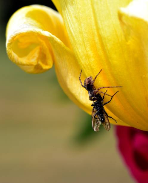 istock Death on a yellow Tulip 976796640
