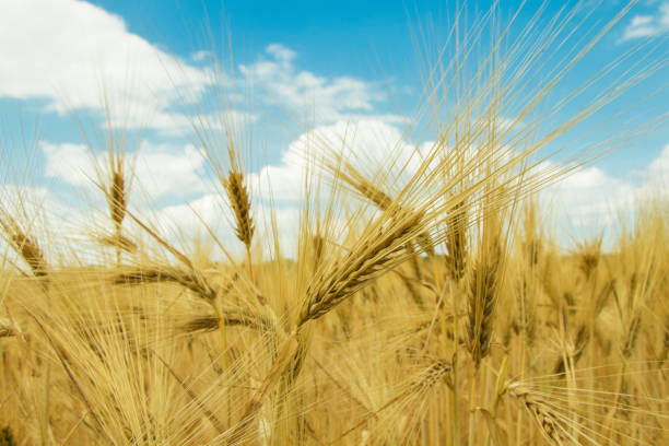 istock golden cereal on a field on a sunny afternoon with blue sky 976801158