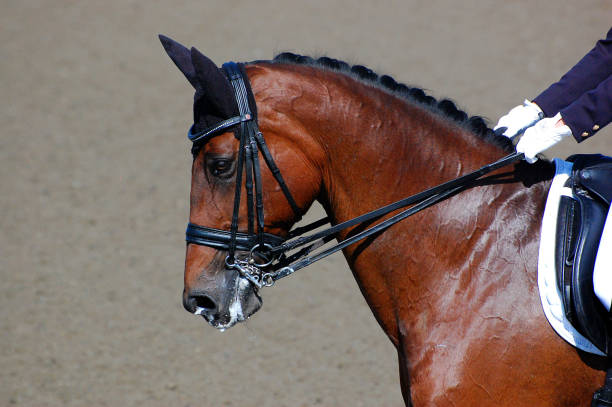 istock Bay Dressage Horse 6 976801840