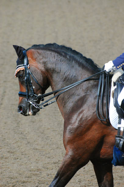 istock Dressage Bay 1 976804698