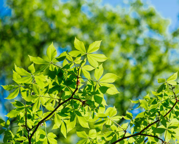 istock Fresh and green leaves against blue sky 976805886