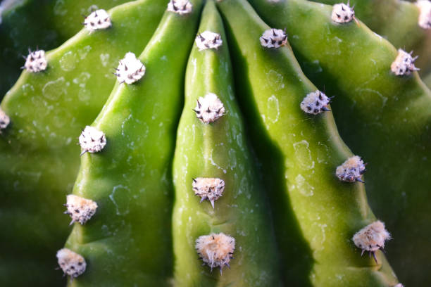 cactus texture background - 7070 imagens e fotografias de stock